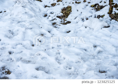 雪 ゆき 雪景色 積雪 冬素材 【神奈川県】 123825125