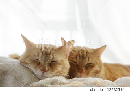 猫ちゃん親子の日常風景 猫ちゃん親子の日常風景 123825144