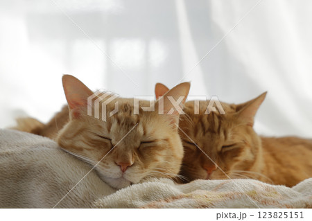 猫ちゃん親子の日常風景 123825151