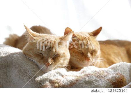 猫ちゃん親子の日常風景 123825164