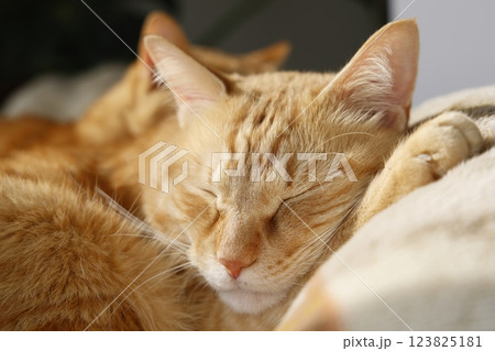 猫ちゃん親子の日常風景 123825181