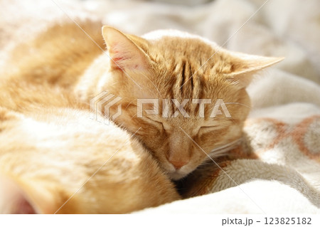 猫ちゃん親子の日常風景 猫ちゃん親子の日常風景 123825182