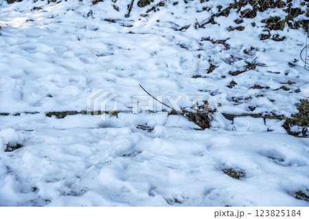 雪 ゆき 雪景色 積雪 冬素材 【神奈川県】 123825184