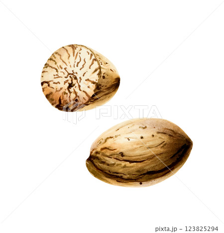 Nutmeg. Watercolor hand drawn Muscat spice isolated on transparent background. Fennel illustration. For designers, menu, decoration, food blog, ecofriendly branding. Healthy Vegetarian Diet. Nutmeg. Watercolor hand drawn Muscat spice isolated on transparent background. Fennel illustration. For designers, menu, decoration, food blog, ecofriendly branding. Healthy Vegetarian Diet. 123825294