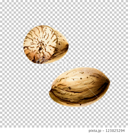 Nutmeg. Watercolor hand drawn Muscat spice isolated on transparent background. Fennel illustration. For designers, menu, decoration, food blog, ecofriendly branding. Healthy Vegetarian Diet. Nutmeg. Watercolor hand drawn Muscat spice isolated on transparent background. Fennel illustration. For designers, menu, decoration, food blog, ecofriendly branding. Healthy Vegetarian Diet. 123825294