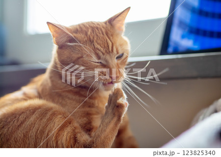 Here is a closeup image of a cat as it scratches its paw Here is a closeup image of a cat as it scratches its paw 123825340