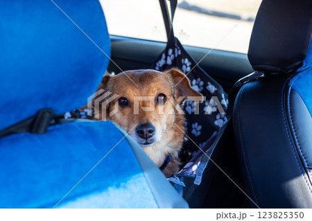 A brown dog is currently sitting comfortably in the back seat of a car A brown dog is currently sitting comfortably in the back seat of a car 123825350