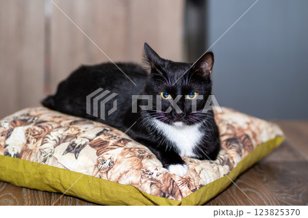 A black and white cat is comfortably laying on a soft pillow 123825370
