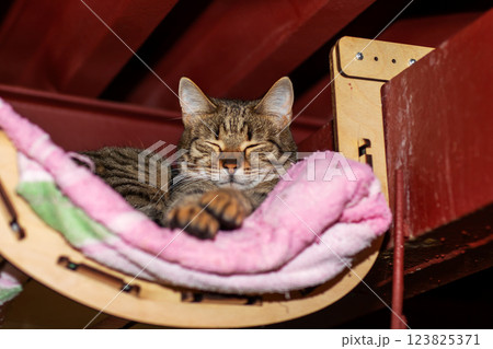 A peaceful cat is happily sleeping on a cozy pink blanket inside a hammock 123825371