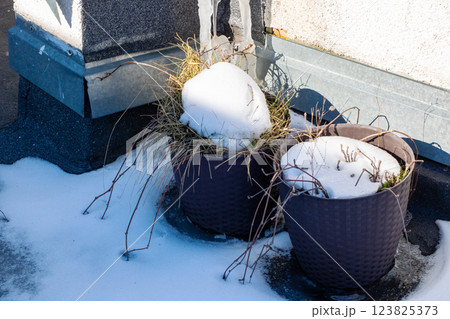 Two potted plants are completely covered in layers of snow and ice 123825373