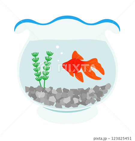 金魚鉢で泳ぐ金魚 金魚鉢で泳ぐ金魚 123825451