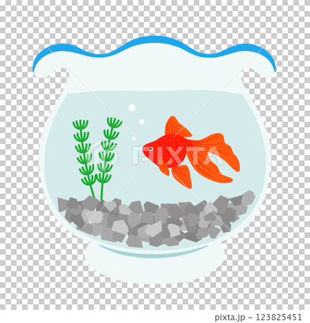 金魚鉢で泳ぐ金魚 金魚鉢で泳ぐ金魚 123825451