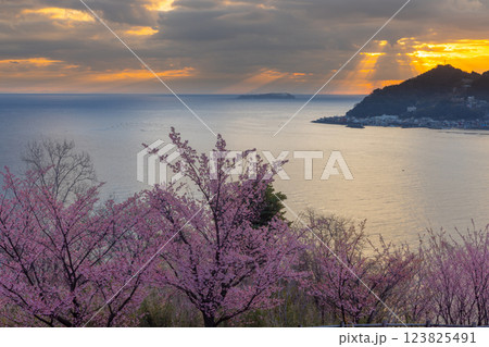 静岡県熱海市下多賀 さくらの名所散策路(四季の道)のあたみ桜と相模湾の朝焼け 静岡県熱海市下多賀 さくらの名所散策路(四季の道)のあたみ桜と相模湾の朝焼け 123825491