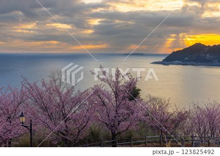 静岡県熱海市下多賀 さくらの名所散策路(四季の道)のあたみ桜と相模湾の朝焼け 静岡県熱海市下多賀 さくらの名所散策路(四季の道)のあたみ桜と相模湾の朝焼け 123825492