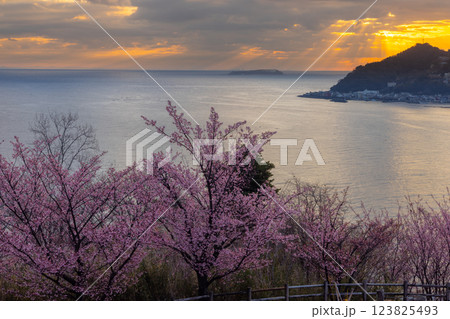 静岡県熱海市下多賀　さくらの名所散策路（四季の道）のあたみ桜と相模湾の朝焼け 123825493