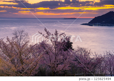 静岡県熱海市下多賀　さくらの名所散策路（四季の道）のあたみ桜と相模湾の朝焼け 123825494