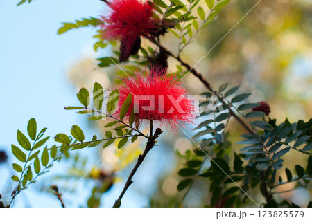 Bright red Calliandra haematocephala flower with delicate feathery petals in bloom 123825579
