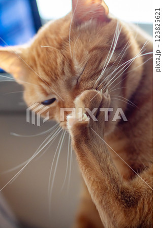 Here is a closeup image of a cat as it scratches its paw 123825621