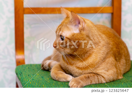 An orange cat is comfortably laying on a plush green cushion atop a chair 123825647