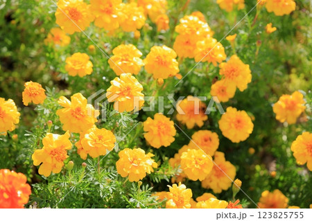 明るい　マリーゴールドの花 123825755