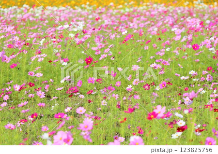 群生　コスモスの花 123825756