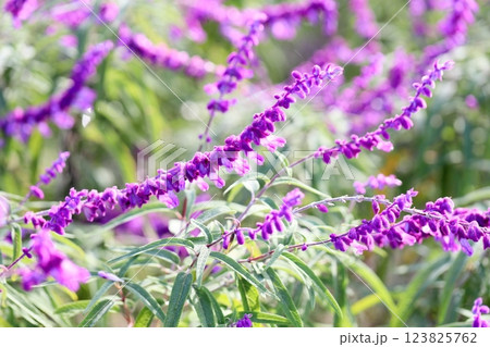爽やか　サルビア　レウカンサの花 123825762