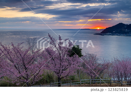 静岡県熱海市下多賀 さくらの名所散策路(四季の道)のあたみ桜と相模湾から昇る朝陽 静岡県熱海市下多賀 さくらの名所散策路(四季の道)のあたみ桜と相模湾から昇る朝陽 123825819