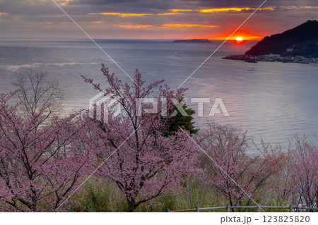 静岡県熱海市下多賀　さくらの名所散策路（四季の道）のあたみ桜と相模湾から昇る朝陽 123825820