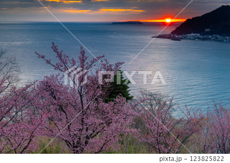 静岡県熱海市下多賀　さくらの名所散策路（四季の道）のあたみ桜と相模湾から昇る朝陽 123825822