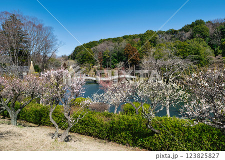 東京都町田市　薬師池公園　梅園　都指定名勝　 123825827
