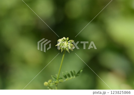 Purple crown vetch Purple crown vetch 123825866