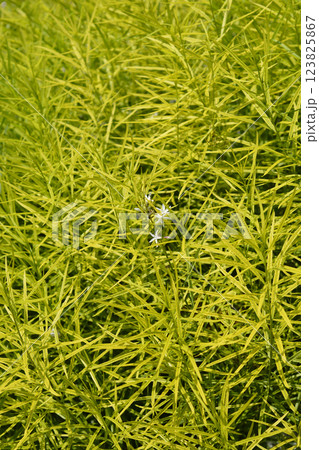Blue Star Ernst Pagels Blue Star Ernst Pagels 123825867