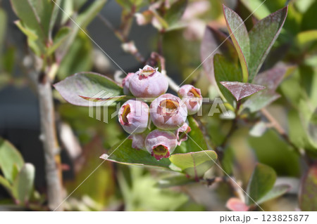 Blueberry Chandler Blueberry Chandler 123825877