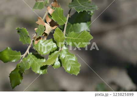 Evergreen oak Evergreen oak 123825899