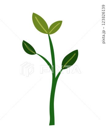Life cycle of lemon tree. Vector young tree side view isolated on white background for landscape and architecture drawing, elements for environment and garden 123826139