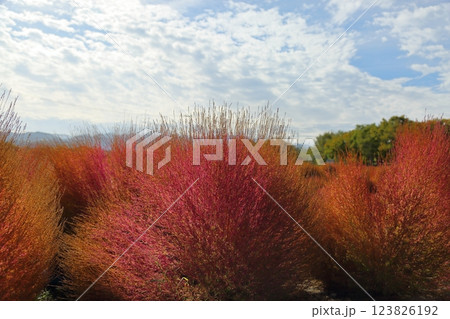 鮮やか　紅葉　コキア 123826192