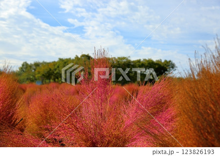 鮮やか　紅葉　コキア 123826193
