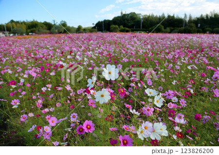 可愛い コスモスの花 可愛い コスモスの花 123826200