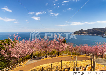 静岡県熱海市下多賀 さくらの名所散策路(四季の道)の早咲きあたみ桜と相模湾の景色 静岡県熱海市下多賀 さくらの名所散策路(四季の道)の早咲きあたみ桜と相模湾の景色 123826333