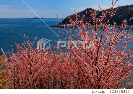 静岡県熱海市下多賀 さくらの名所散策路(四季の道)の早咲きあたみ桜と相模湾の景色 静岡県熱海市下多賀 さくらの名所散策路(四季の道)の早咲きあたみ桜と相模湾の景色 123826335