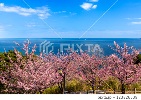 静岡県熱海市下多賀 さくらの名所散策路(四季の道)の早咲きあたみ桜と相模湾の景色 静岡県熱海市下多賀 さくらの名所散策路(四季の道)の早咲きあたみ桜と相模湾の景色 123826339