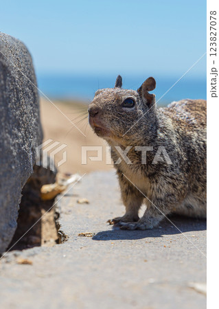 Curious Squirrel Staring Directly Into Camera Lens Curious Squirrel Staring Directly Into Camera Lens 123827078