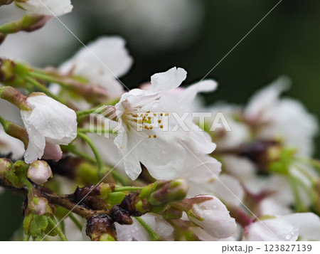 雨に濡れた桜の花 123827139