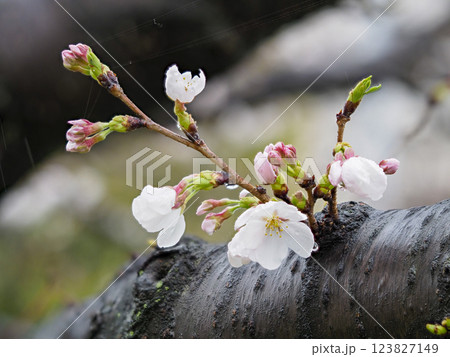 雨に濡れた桜の花 123827149