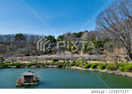 東京都町田市　薬師池公園　梅園　都指定名勝　 123827227
