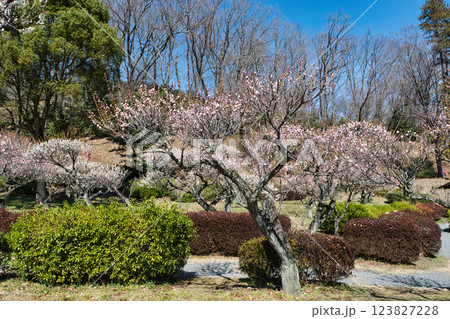 東京都町田市　薬師池公園　梅園　都指定名勝　 123827228