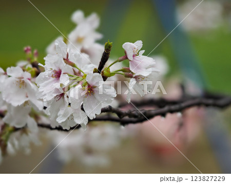 雨に濡れた桜の花 123827229