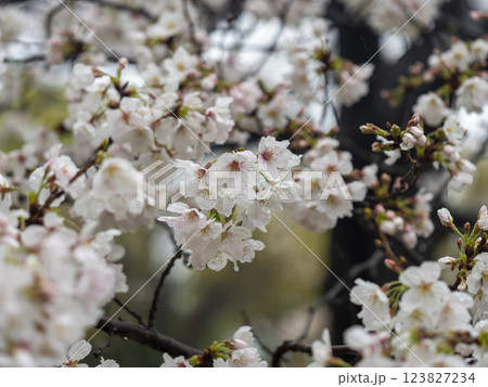 雨に濡れた桜の花 雨に濡れた桜の花 123827234