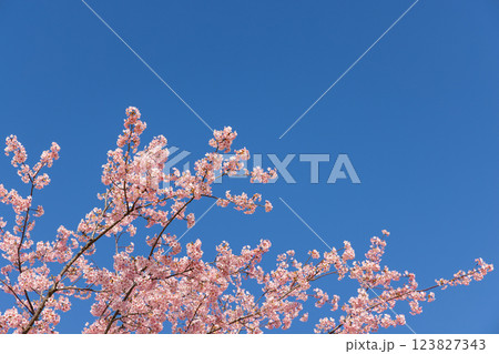 満開の河津桜 満開の河津桜 123827343