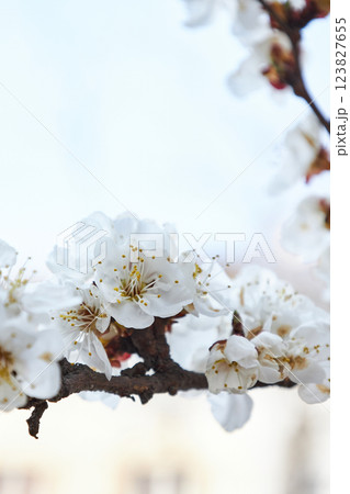 Blooming apricot tree, branch with white flowers Blooming apricot tree, branch with white flowers 123827655